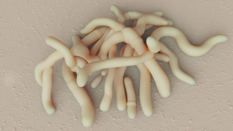 Bifidobacterium infection macro 3d illustration illustration