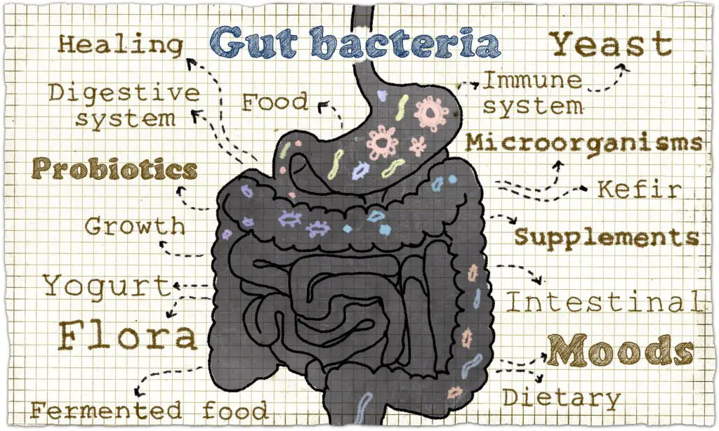 Illustration about Gut Bacteria - what are probiotics? - a guide to probiotics