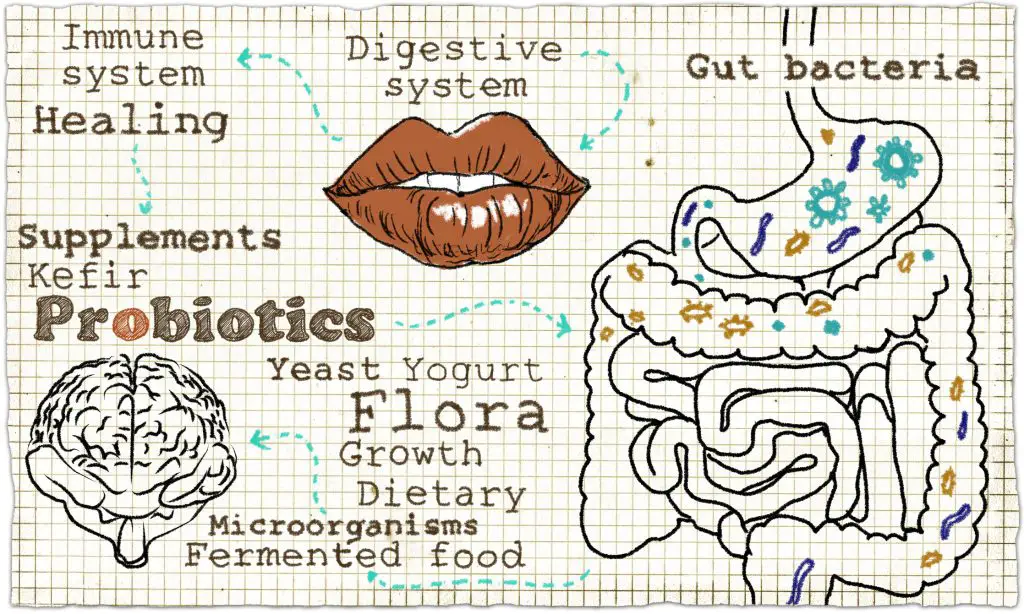 Illustration about what are Probiotics and the Digestive System - a guide to probiotics