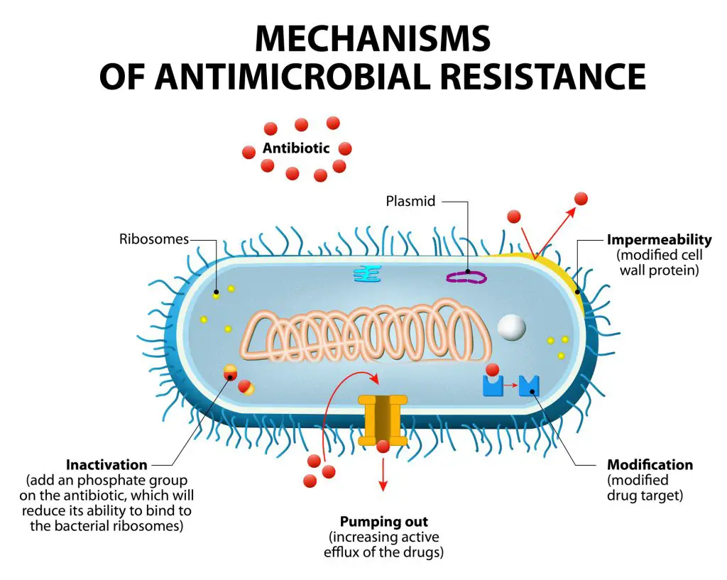 Antimicrobial resistance or antibiotic resistance. Main mechanisms by which microorganisms exhibit resistance to antimicrobials - taking probiotics with antibiotics