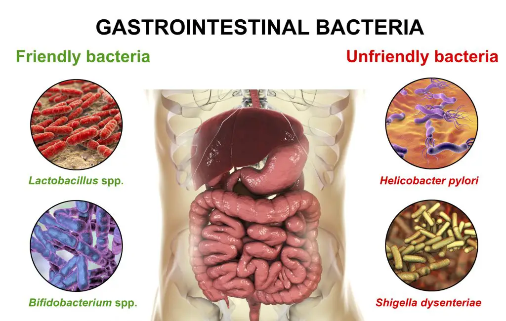 Friendly and unfriendly gastrointestinal bacteria, Good, Lactobacillus and Bifidobacterium, and bad, Helicobacter pylori and Shigella dysenteriae, gut bacteria - taking probiotics with antibiotics