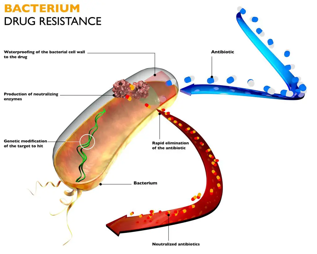 The action of bacteria against drugs diminishes their efficacy - taking probiotics with antibiotics