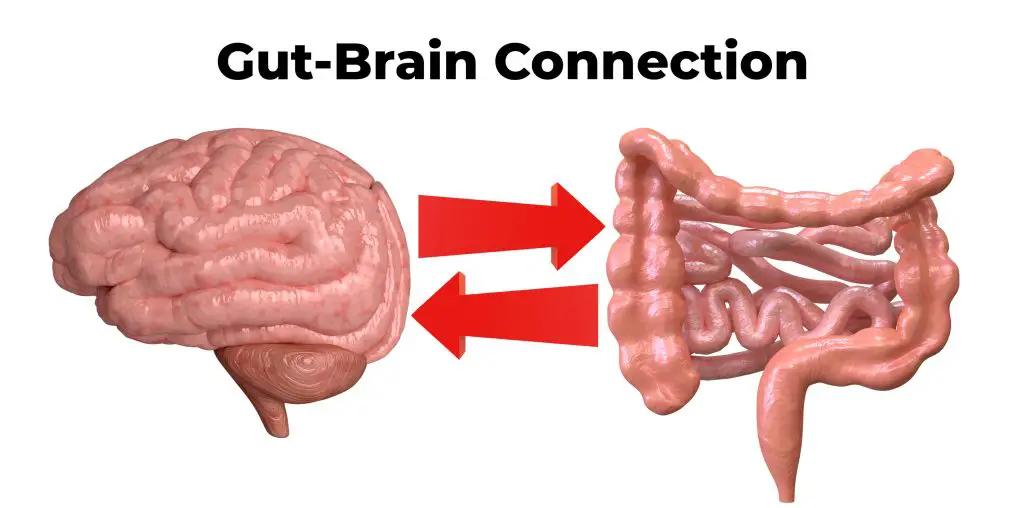 Brain-gut connection. Communication between these organs is important to understand the role of intestinal flora in the emergence of diseases such as depression - probiotics good fro stress