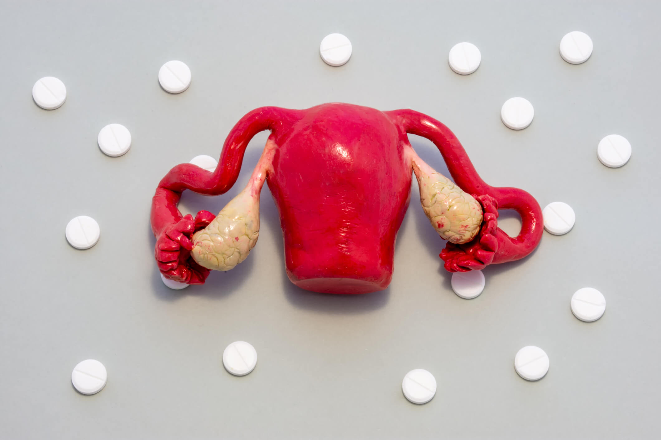 Anatomical model of female uterus with ovaries