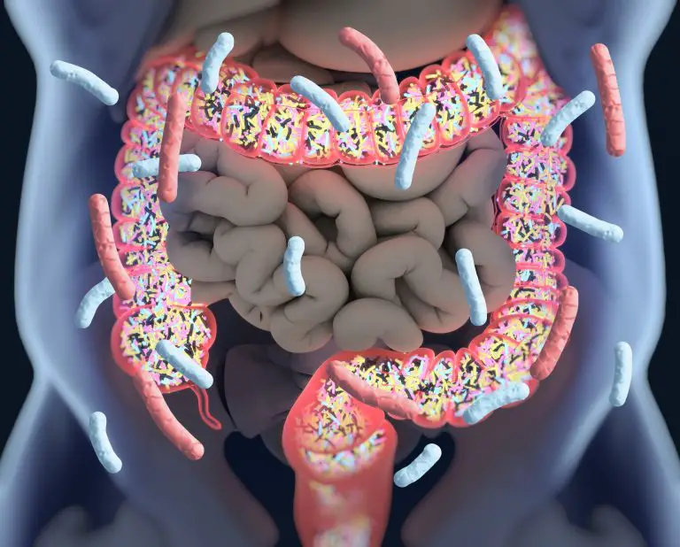 What Weakens the Gut Microbiome? Factors Impacting Microbial Health